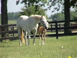 An Older Mare is Closely Monitored During Lactation
